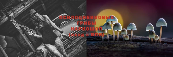 прущие грибы Магас